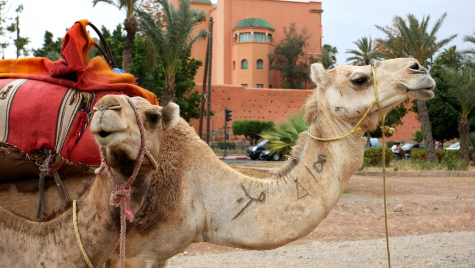 Marrakesh ePrix: Opening up new continent